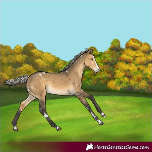 Horse Color:White Spotted Silver Buckskin Dun Splash Rabicano 