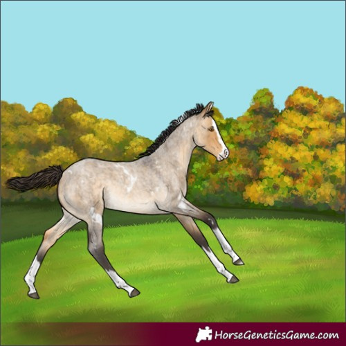 Horse Color:White Spotted Buckskin Roan Dun Splash Rabicano