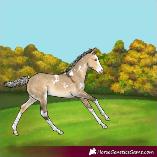 Horse Color:White Spotted Silver Buckskin Dun Splash Rabicano 