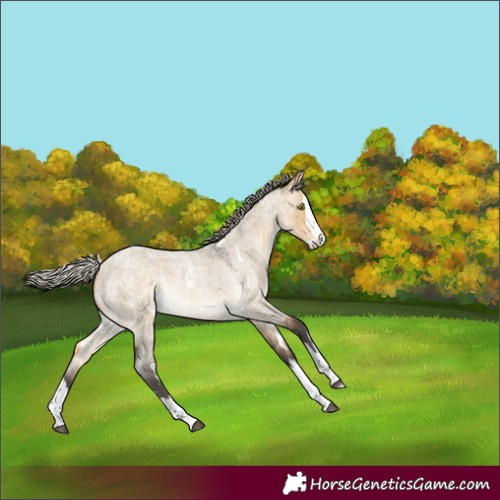 Horse Color:White Spotted Silver Buckskin Roan Dun Splash Rabicano