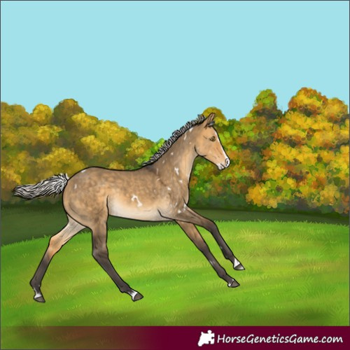 Horse Color:White Spotted Silver Buckskin Dun Splash Rabicano