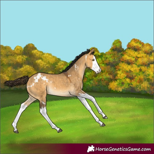 Horse Color:White Spotted Buckskin Dun Splash Rabicano