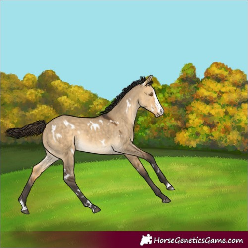 Horse Color:White Spotted Buckskin Dun Splash Rabicano 