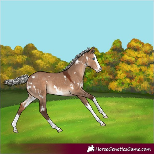 Horse Color:White Spotted Silver Brown Dun Splash Rabicano