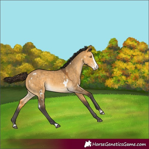 Horse Color:White Spotted Buckskin Dun Splash Rabicano
