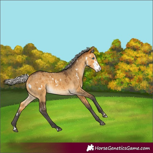 Horse Color:White Spotted Silver Buckskin Dun Splash Rabicano Brindle