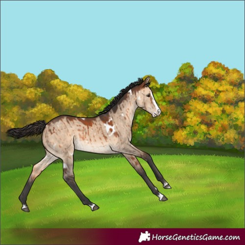 Horse Color:White Spotted Bay Dun Splash Rabicano Brindle