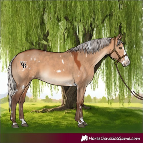 Horse Color:White Spotted Silver Bay Dun Splash Rabicano 