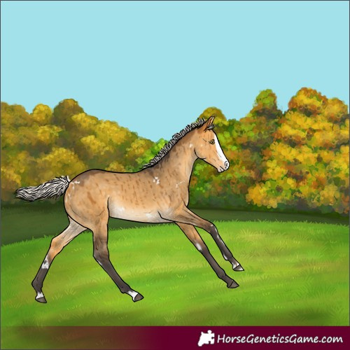 Horse Color:White Spotted Silver Buckskin Dun Splash Rabicano Brindle 