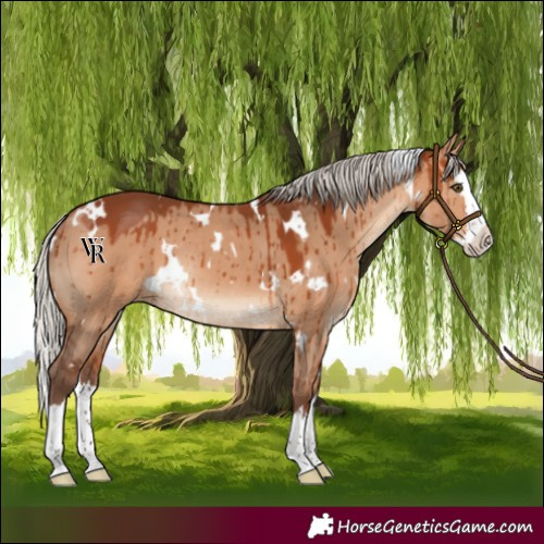 Horse Color:White Spotted Silver Bay Dun Splash Rabicano Brindle