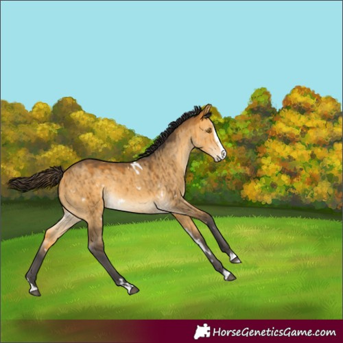 Horse Color:White Spotted Buckskin Dun Splash Rabicano Brindle