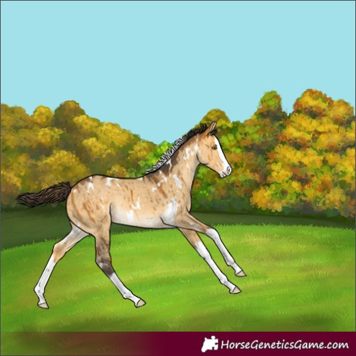 Horse Color:White Spotted Buckskin Dun Splash Rabicano Brindle