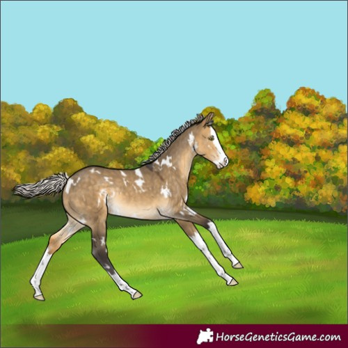 Horse Color:White Spotted Silver Buckskin Dun Splash Rabicano 