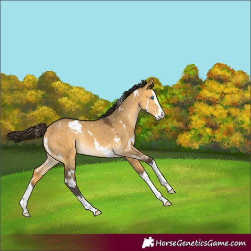 Horse Color:White Spotted Buckskin Dun Splash Rabicano 