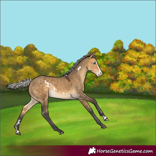 Horse Color:White Spotted Silver Buckskin Dun Splash Rabicano
