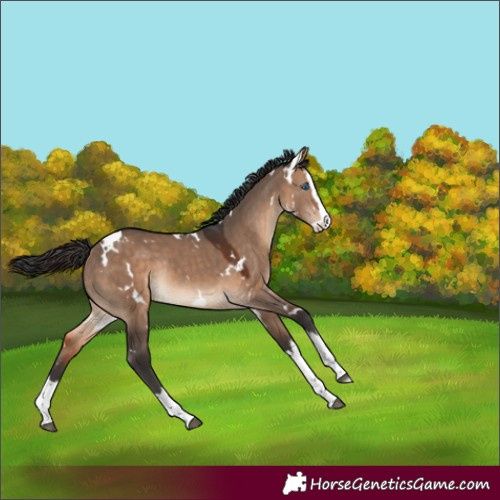 Horse Color:White Spotted Bay Dun Splash Rabicano 