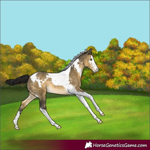 Horse Color:White Spotted Buckskin Dun Splash Tobiano Rabicano