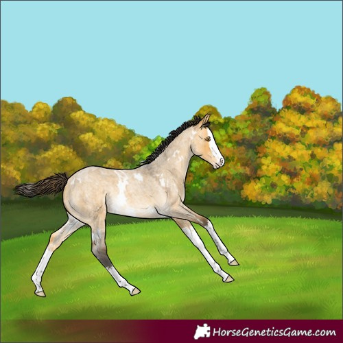 Horse Color:White Spotted Buckskin Roan Dun Splash Rabicano 