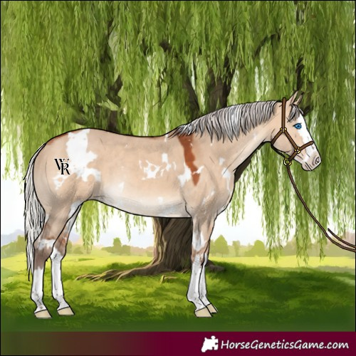 Horse Color:White Spotted Silver Bay Dun Splash Rabicano 