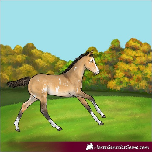 Horse Color:White Spotted Buckskin Dun Splash Rabicano 