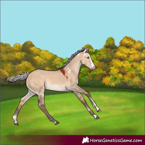 Horse Color:White Spotted Silver Bay Dun Sabino Splash Rabicano