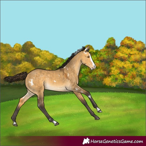 Horse Color:White Spotted Buckskin Dun Splash Rabicano