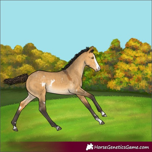 Horse Color:White Spotted Buckskin Dun Splash Rabicano