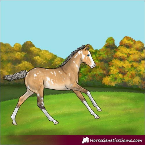 Horse Color:White Spotted Silver Buckskin Dun Splash Rabicano