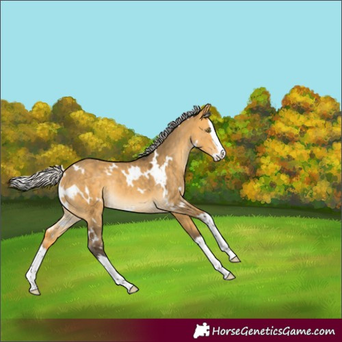 Horse Color:White Spotted Silver Buckskin Dun Splash Rabicano 
