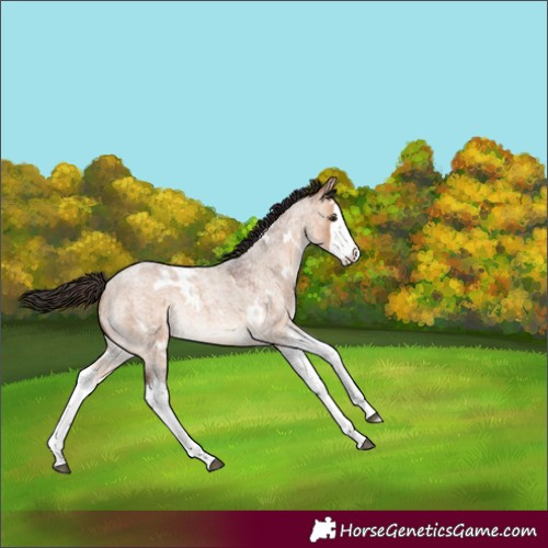 Horse Color:White Spotted Bay Roan Dun Splash Rabicano