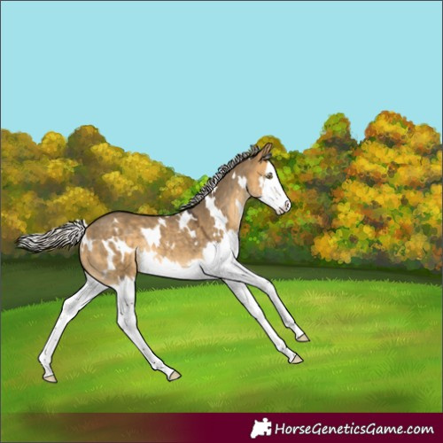 Horse Color:White Spotted Silver Buckskin Dun Splash Rabicano 