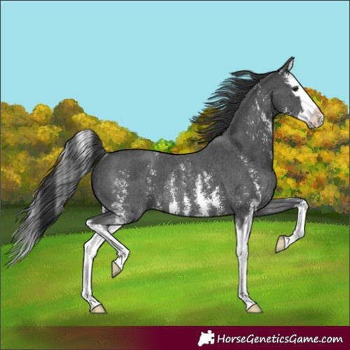 Horse Color:Black Sabino Splash Rabicano 