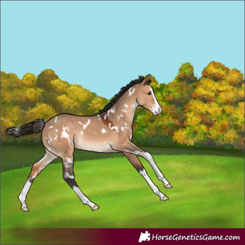 Horse Color:White Spotted Bay Dun Splash Rabicano