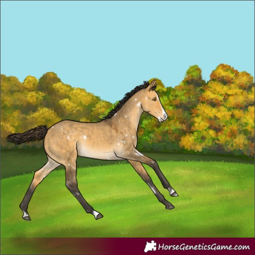 Horse Color:White Spotted Buckskin Dun Splash Rabicano 