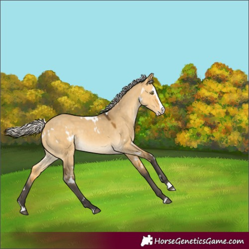 Horse Color:White Spotted Silver Buckskin Dun Splash Rabicano