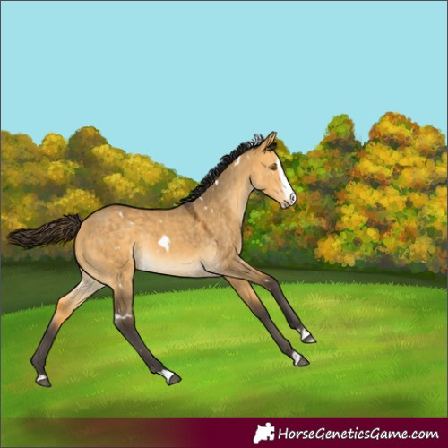 Horse Color:White Spotted Buckskin Dun Splash Rabicano 