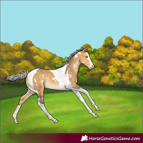 Horse Color:White Spotted Silver Buckskin Dun Splash Tobiano Appaloosa Rabicano