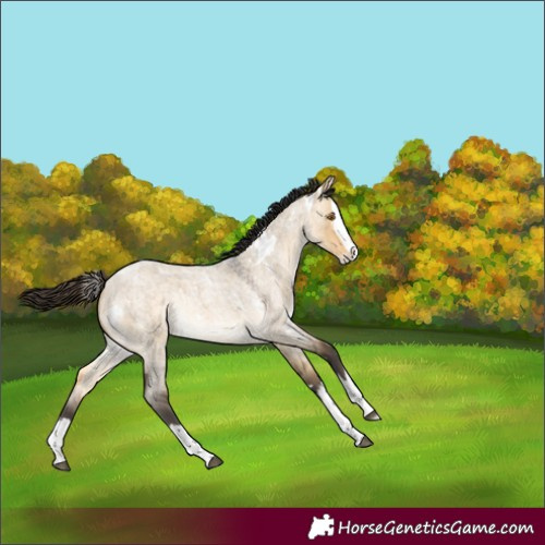Horse Color:White Spotted Buckskin Roan Dun Splash Rabicano 