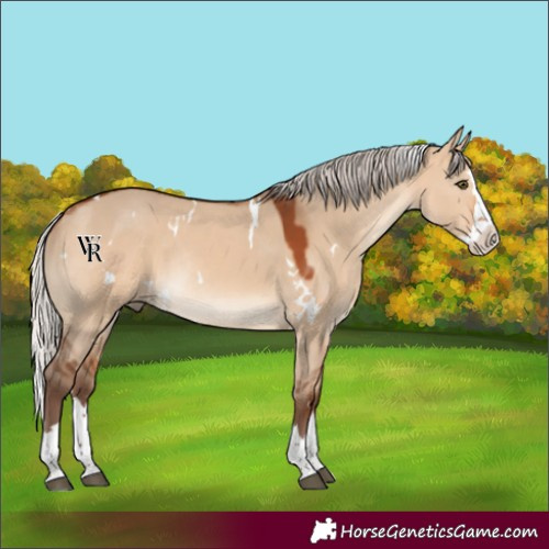 Horse Color:White Spotted Silver Bay Dun Splash Rabicano