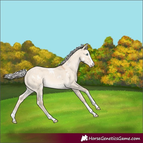 Horse Color:White Spotted Silver Perlino Dun Splash Rabicano