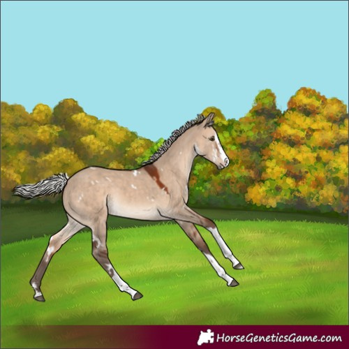 Horse Color:White Spotted Silver Brown Dun Splash Tobiano Rabicano