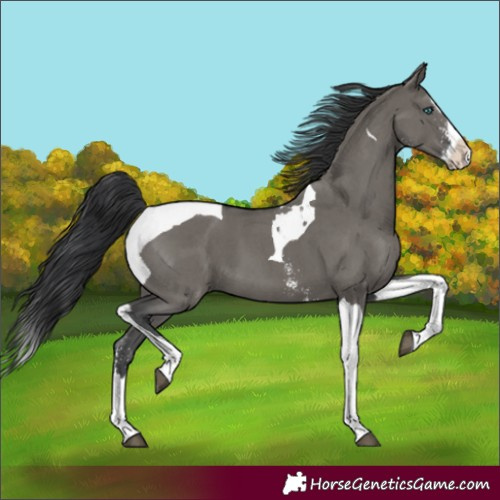 Horse Color:Grullo Sabino Splash Tobiano 