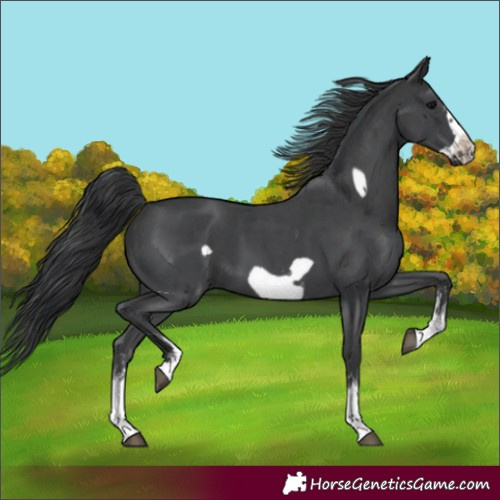 Horse Color:Black Sabino Frame 