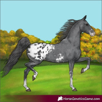 Horse Color:Black Sabino Appaloosa