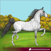 Horse Color:Blue Roan Sabino Appaloosa 