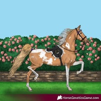 Horse Color:White Spotted Chestnut Tobiano