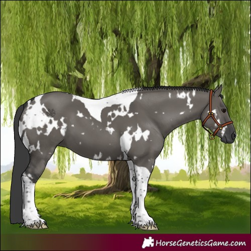 Horse Color:White Spotted Grullo Tobiano 