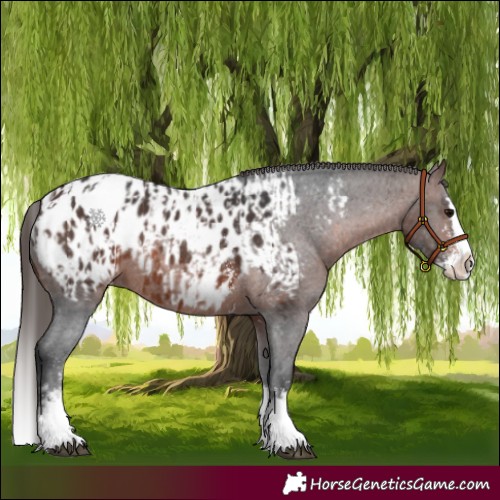 Horse Color:Brown Sabino Splash Appaloosa  and Brown Sabino Splash Appaloosa 