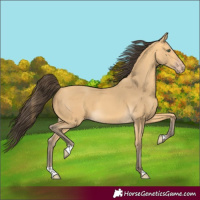Horse Color:Amber Cream Champagne 