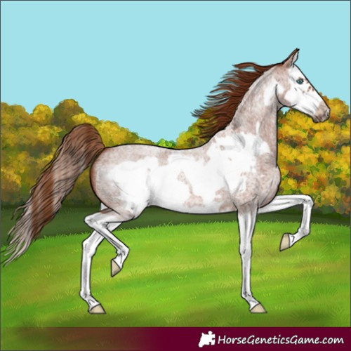 Horse Color:Red Roan Splash Frame 